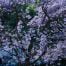ROXO
